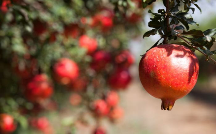 Why Eating Pomegranate Could Save Millions of Lives
