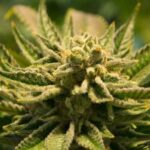 Cannabis Extract Kills Skin Cancer Cells, Study Reveals