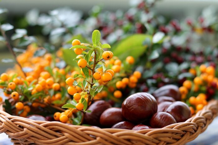 The Next Superfood? Sea Buckthorn Berries May Provide New Diabetes And Obesity Treatment