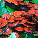 Medicinal Mushrooms: Cordyceps, Reishi, And Lion’s Mane