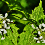 The Garlic Mustard Enigma