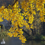 Reviving Minds with Ancient Leaves: Ginkgo Biloba’s Role in Stroke Recovery