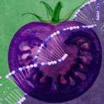 Trojan Tomato: A New GMO Is Designed To Infiltrate America’s Gardens
